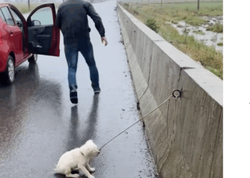 M2711008_Kind Hearted Old Man Who Saved Tied Dog in Heavy Rain #dog_part2