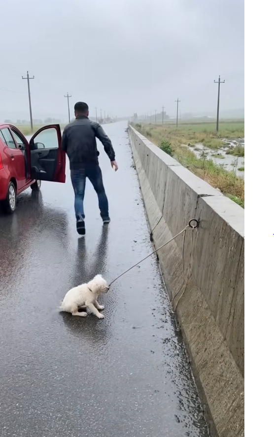 M2711008_Kind Hearted Old Man Who Saved Tied Dog in Heavy Rain #dog_part2