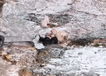 M2711009_Aqui em BV tempo de lua, hora tá sol hora chuva vem, essas cria…_part2