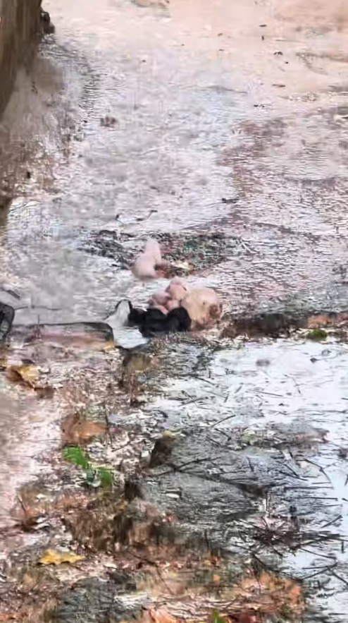 M2711009_Aqui em BV tempo de lua, hora tá sol hora chuva vem, essas cria…_part2