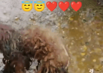 M2711010_s #reelsfacebook #shorts #virals Joni CR_part2