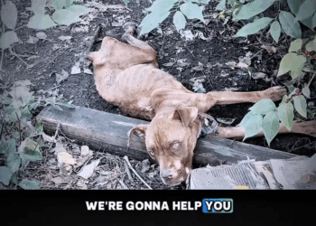 M0911006 Halia story matters Stray Rescue of St