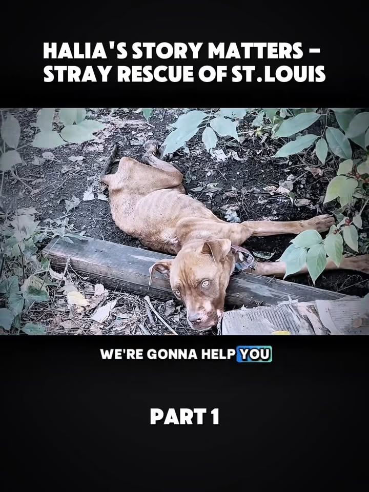 M0911006 Halia story matters Stray Rescue of St