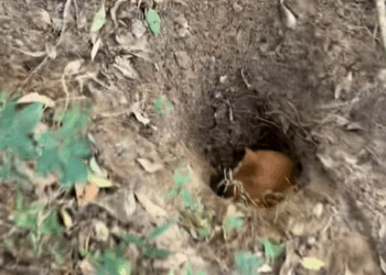 M2711011_Man saved dog #rescue #rescueanimals #animals #dog #rescuedog #fyp_part2