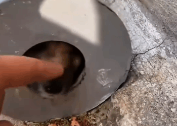 M2711012_Kind People Rescue Dog Stuck In Pole In York Streets #Tatcha #a…_part2