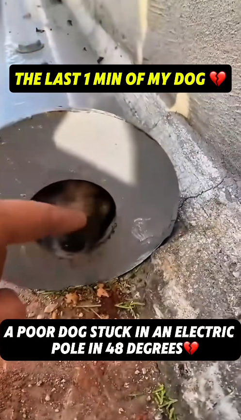 M2711012_Kind People Rescue Dog Stuck In Pole In York Streets #Tatcha #a…_part2