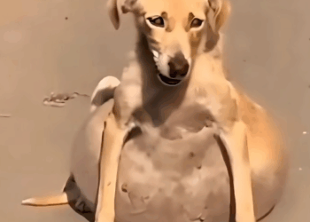 M2711013_#dog #amor #abandono #maustratos #rescue_part2