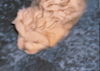 M2711014_minutes to dog picked up late at night #straydog #stra…_part2