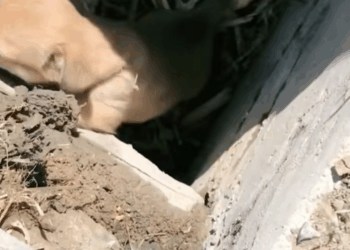 M2711015_#smartdog #dogsoftiktok #doglover #foyou_part2