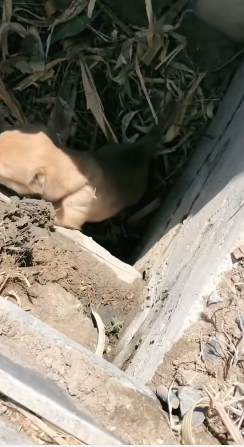 M2711015_#smartdog #dogsoftiktok #doglover #foyou_part2