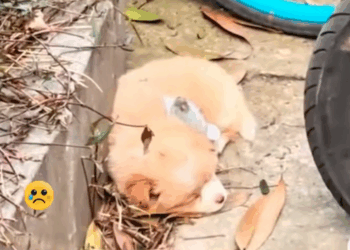 M2711017_tiny puppy left alone on roadside life waiting him_part2