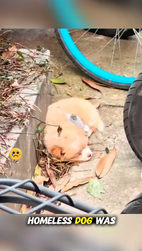 M2711017_tiny puppy left alone on roadside life waiting him_part2