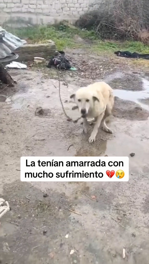 M2711018_They had her tied up, suffering greatly, she only knew abuse and hunger, no one helped her_part2