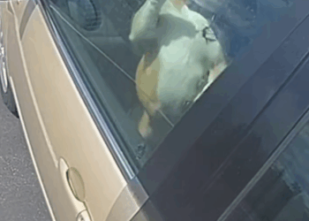 M2811001_Como podem esquecer bichinho #fyp #cachorros #ajuda #fy #ai_part1