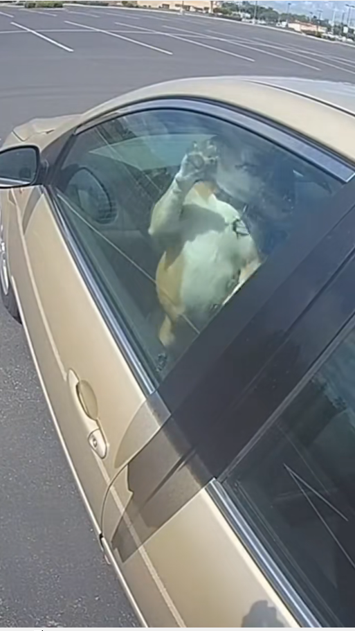 M2811001_Como podem esquecer bichinho #fyp #cachorros #ajuda #fy #ai_part1