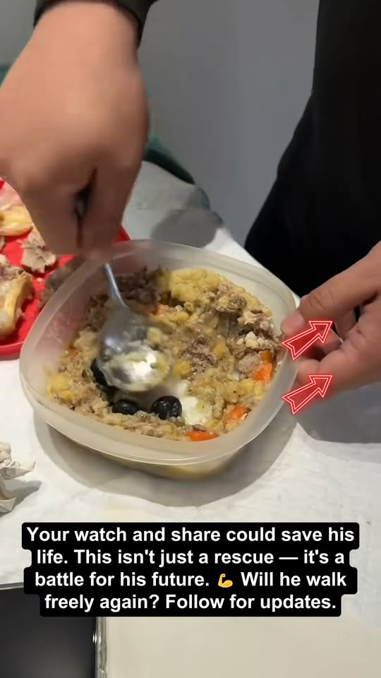 M0711018 Disabled Teddy Journey to Hope #saveadog #viraldog #animalrescue #d