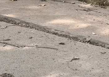 M0911007 abandoned puppy#dog #dogsoftiktok #poor #dogvideo #poordogvideo #hhy7 part1