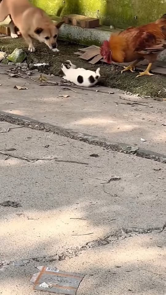 M0911007 abandoned puppy#dog #dogsoftiktok #poor #dogvideo #poordogvideo #hhy7 part1