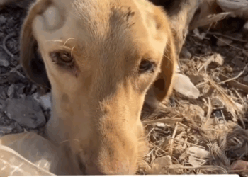 M2811002_#noalabandonoanimal #noalmaltratoanimal #amorypazparatodos #asmeviral_part1