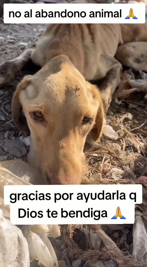 M2811002_#noalabandonoanimal #noalmaltratoanimal #amorypazparatodos #asmeviral_part1