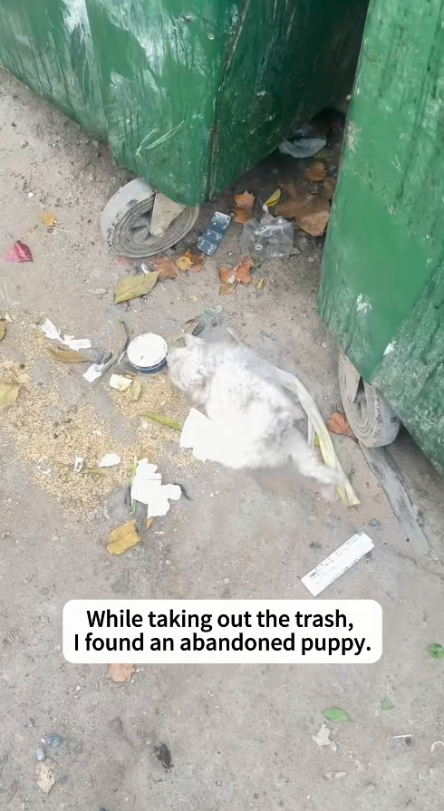 M2811004_found puppy next to trash can, then #rescue #rescuedog #l…_part2