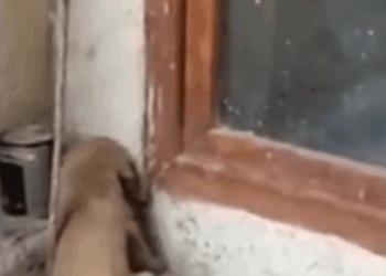 M2811005_Part1 Animals Rescue #dogrescue #rescuedog #dogsofttiktok #foryoupage #foryou #dogs_part2