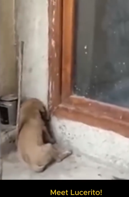 M2811005_Part1 Animals Rescue #dogrescue #rescuedog #dogsofttiktok #foryoupage #foryou #dogs_part2