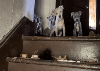 M2811006_Rescue poor puppies in abandoned house #foryou #fyp #dog #puppy #anim…_part2