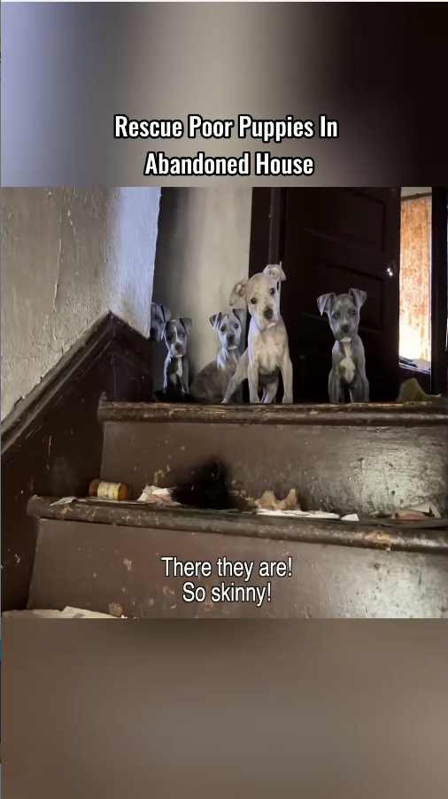 M2811006_Rescue poor puppies in abandoned house #foryou #fyp #dog #puppy #anim…_part2