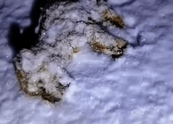 M2811007_Poor Puppy Abandoned in Snow #rescue #rescueanimals #rescuedog #r…_part2