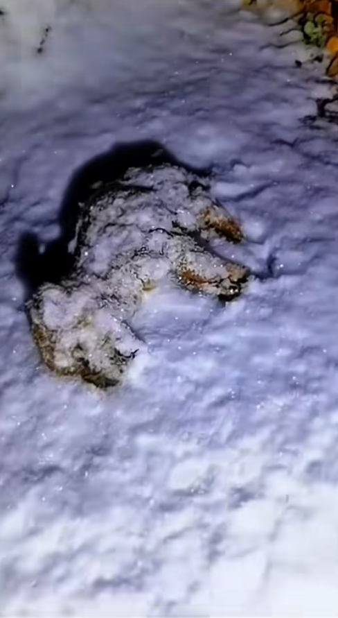 M2811007_Poor Puppy Abandoned in Snow #rescue #rescueanimals #rescuedog #r…_part2