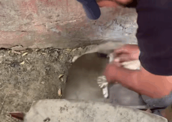 M2811008_Today found some abandoned puppies How sad to see them alone and…_part2