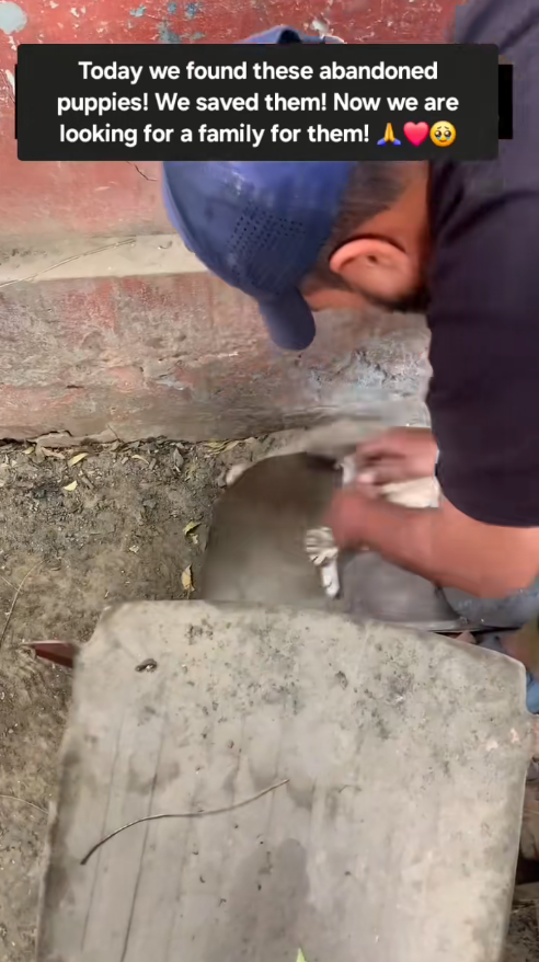 M2811008_Today found some abandoned puppies How sad to see them alone and…_part2