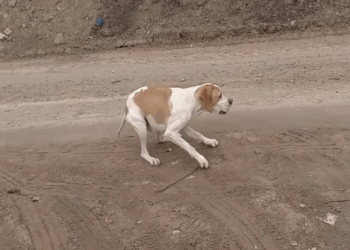 M2811009_Daddy helps poor dog has seizure so painful #seizuredog #epileptic_part2