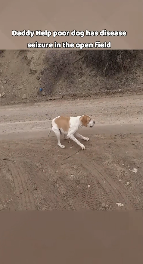 M2811009_Daddy helps poor dog has seizure so painful #seizuredog #epileptic_part2