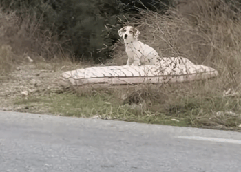 M2811010_Se mudaron lo dejaron sufriendo abandonado traicionado #perr…_part2