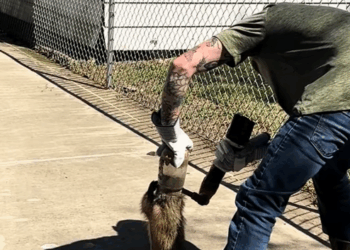 M2911001_man saved trapped raccoon then happened…….. #resc…_part2