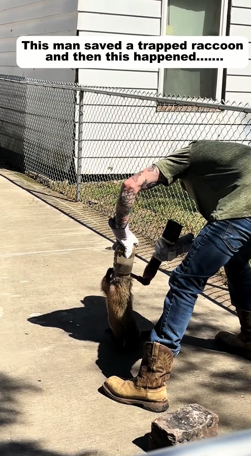 M2911001_man saved trapped raccoon then happened…….. #resc…_part2