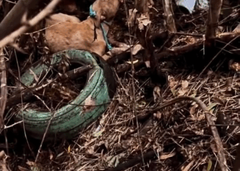 M0911008 Vejam que lindo resgate part1