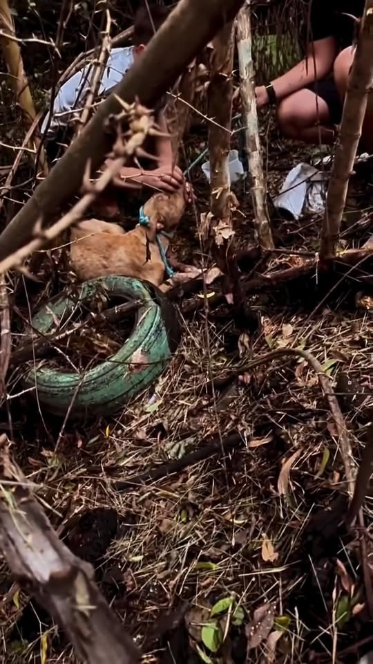 M0911008 Vejam que lindo resgate part1