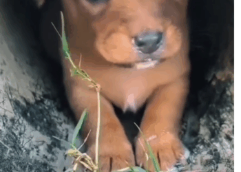 M2911002_POOR LITTLE DOG SHAKING WITH HUNGER #DOG #ANIMAL #ANIMALS_part2