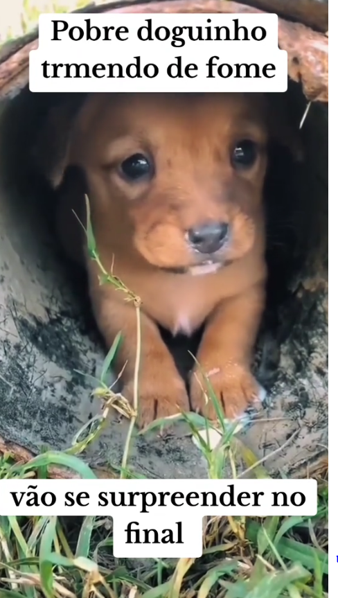 M2911002_POOR LITTLE DOG SHAKING WITH HUNGER #DOG #ANIMAL #ANIMALS_part2