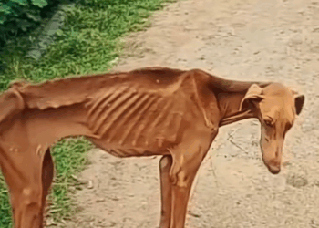 M2911003_CACHORRINHA QUE ESTAVA DESISTINDO DE SUA VIDA DEU UMA REVIRAVOLTA EM_part2