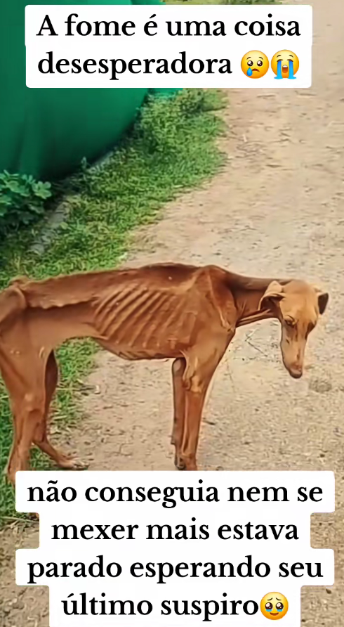 M2911003_CACHORRINHA QUE ESTAVA DESISTINDO DE SUA VIDA DEU UMA REVIRAVOLTA EM_part2