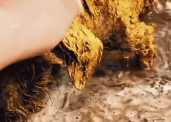 M2911004_#rescue #rescueanimals #fyp #help #trapped #dog #rescuedog #puppy #li…_part2