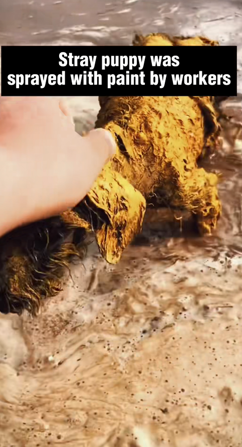 M2911004_#rescue #rescueanimals #fyp #help #trapped #dog #rescuedog #puppy #li…_part2