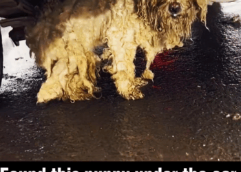 M2911005_#rescue #rescueanimals #dog #rescuedog #fyp #help #puppy #cold #rain_part2