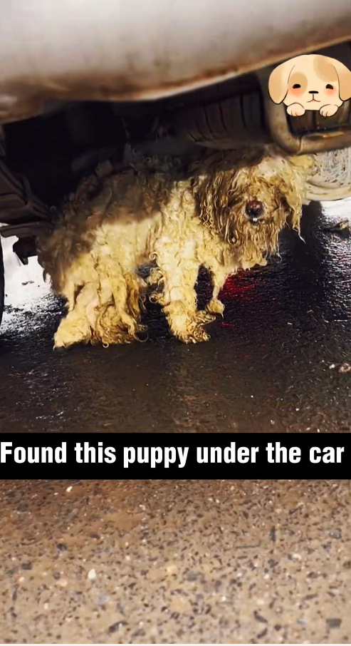 M2911005_#rescue #rescueanimals #dog #rescuedog #fyp #help #puppy #cold #rain_part2