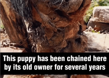 M2911006_He was ignored by his owner several years #rescue #rescueanimals_part2