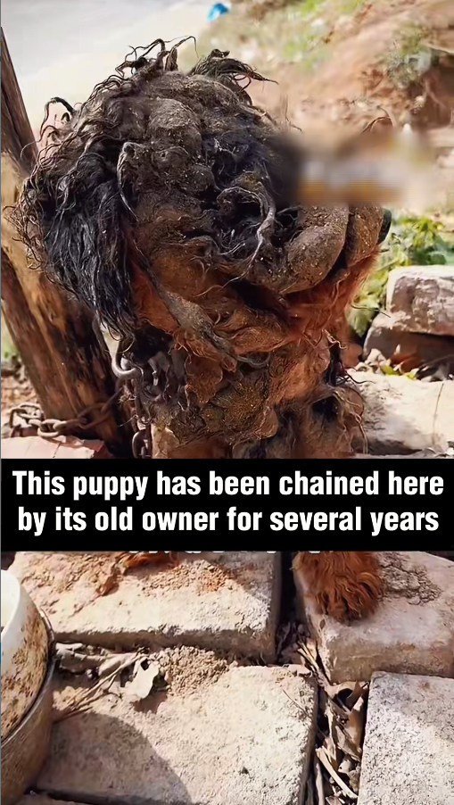 M2911006_He was ignored by his owner several years #rescue #rescueanimals_part2